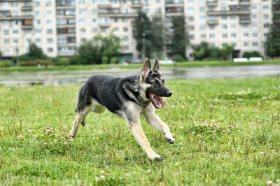 Dog running on field