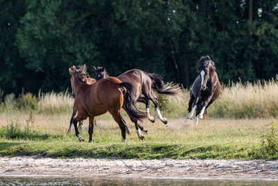 Horses running on field