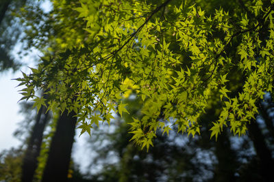 Low angle view of leaves on tree against sky