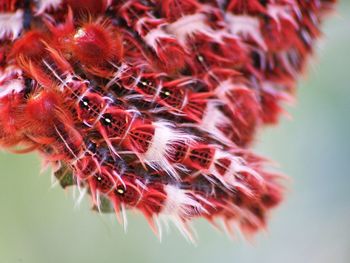 Close-up of red object