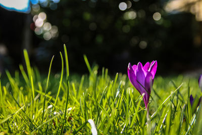 Close-up of pink crocus flowers on field