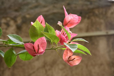 Close-up of pink flowering plant leaves