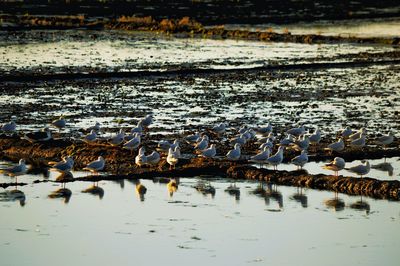 Flock of birds in lake during winter