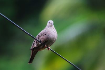 Close-up of bird perching on cable