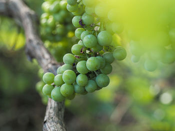 Close-up of grapes growing in vineyard