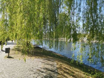 Scenic view of lake by trees