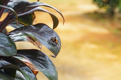 Close-up of birds perching on plant