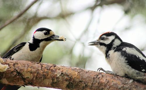 Close-up of birds perching on tree