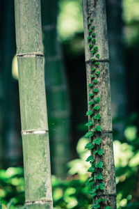 Close-up of tree trunk in forest