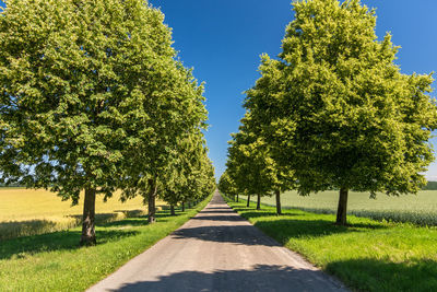 Road amidst trees against sky