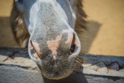 Close-up of a horse