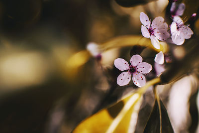 Close-up of small light pink flowers of prunus cerasifera