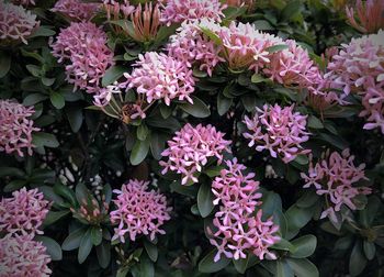 Close-up of pink flowering plants