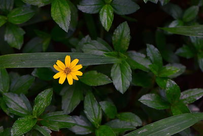 Close-up of yellow flowering plant