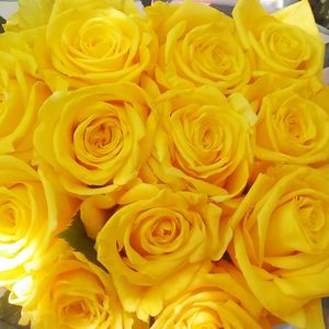 Full frame shot of yellow roses