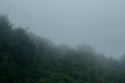 Trees in forest against sky