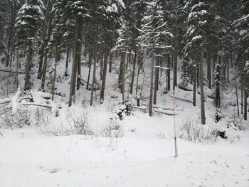 Trees on snow covered field during winter