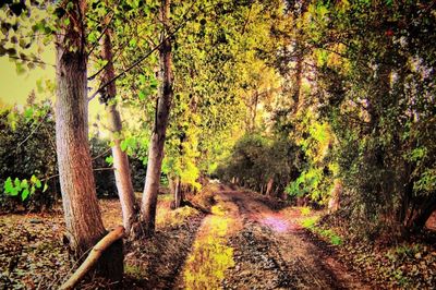 Dirt road passing through forest