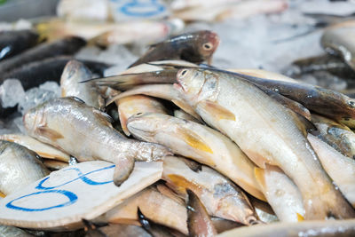 Close-up of fish for sale in market