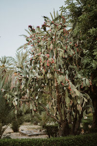Plants growing on field