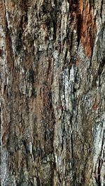 Full frame shot of tree trunk
