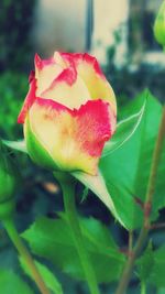 Close-up of red rose
