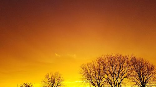 Low angle view of bare trees at sunset
