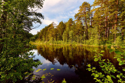 Reflection of trees in lake against sky