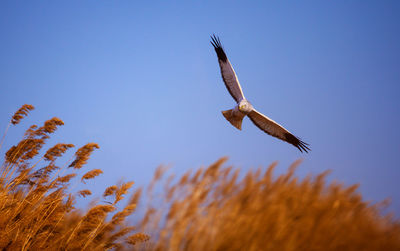 Low angle view of eagle flying against clear sky