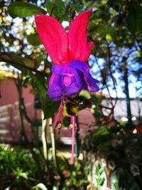 Close-up of christmas flower