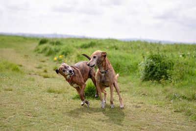 View of two dogs on field