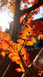 Close-up of autumnal leaves against tree