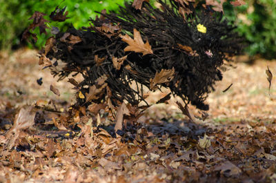 Close-up of autumn leaves on field