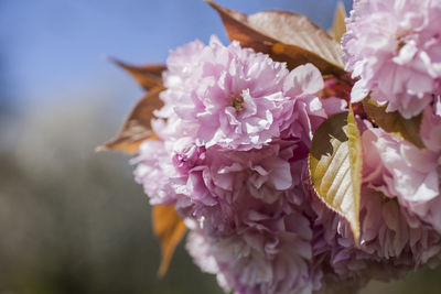 Close-up of pink flowering plant