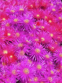 Full frame shot of pink flowers