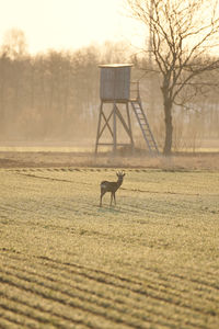 View of a deer on field