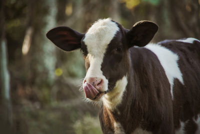 Close-up of cow on field