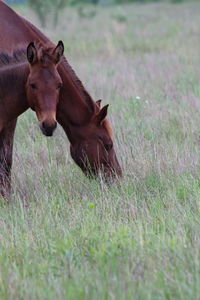 Side view of horse and colt on grassy field