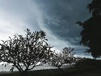 Low angle view of trees against sky