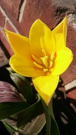 Close-up of yellow flowering plant