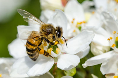 Close-up of honey bee pollinating on white flower