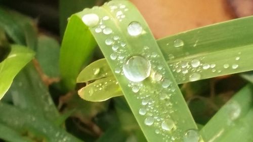 Close-up of water drops on plant