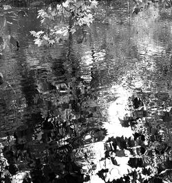 High angle view of leaves floating on lake