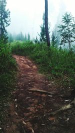 Trail amidst trees on field against sky