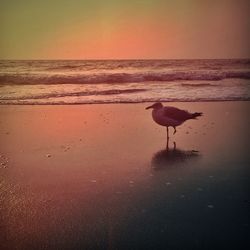 Scenic view of sea at sunset