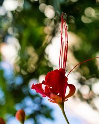 Close-up of red hibiscus blooming outdoors