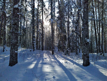 Snow in the winter forest. sunlight and shadows on the snow.