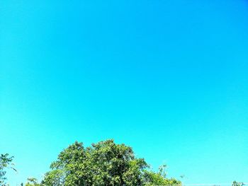 Low angle view of trees against clear blue sky