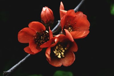 Close-up of red rose against black background