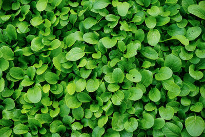 Full frame shot of leaves